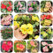 christusdorn pflanze samen - blumensamen kaufen, pflanzen winterhart gartenblumen, topfpflanzen für draußen gartenblumen pflanzen, steingarten pflanzen flower, bodendecker blumensamen 300pcs