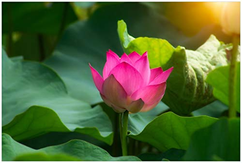 Wallario Glasbild Pinke Lotosblüte im Sonnenschein - 60 x 90 cm Wandbilder Glas in Premium-Qualität: Brillante Farben, freischwebende Optik