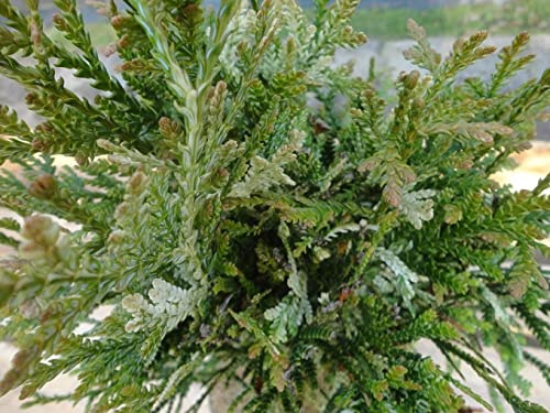 Thujopsis dolabrata Variegata - Hiba-Lebensbaum Variegata - 40-50cm