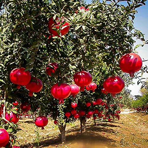 Eccellente esposizione, albero di melograno, biologico naturale, buono per contenitori-4 radici