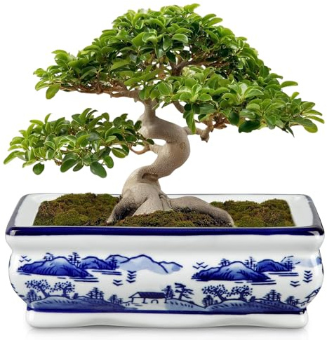 Hollyone Ceramic Plant Pot 19CM, Blue and White Porcelain Flower Pot for Home Decor Indoor Chinoiserie Planter with Drainage Hole for Living Room Shelf Dining Table Bedroom Kitchen