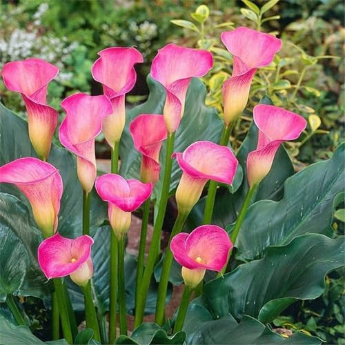 Calla pflanze knolle,Calla zwiebeln winterhart mehrjährig,Einfach zu züchtende Calla-Lilienzwiebeln für die Innendekoration-2knollen-E