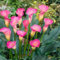 Calla pflanze knolle,Calla zwiebeln winterhart mehrjährig,Einfach zu züchtende Calla-Lilienzwiebeln für die Innendekoration-2knollen-E