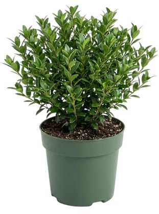 Bloomique - Ilex Crenata Jenny - Acebo japonés - Gaulteria - Resistente - Planta de balcón - 10-20 cm de altura - Maceta de 10 cm