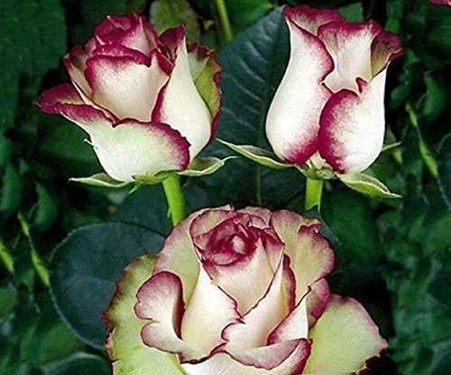 Bella Rosa bianca con semi rossi bordo