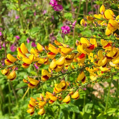 150 pcs ginster blumen samen - dachbegrünung,Cytisus scoparius, kräutergarten geschenk kleine geschenke blumensamen gastgeschenk pflanzensamen hochbeete für garten wildblumensamen