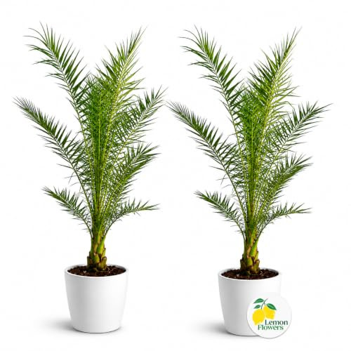 Lot de 2 Palmiers Phoenix XXL 140 cm – Palmiers d'Extérieur et d'Intérieur | Palmier Naturel pour Jardin, Terrasse et Balcon – Plante d'Extérieur et d'Intérieur en Pot