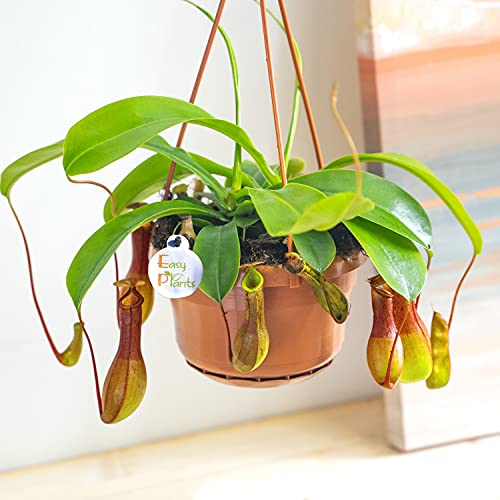 Easy Plants - Nepenthes Alata Pitcher Plant Monkey Cup Natural Fly Trap Insect Killer