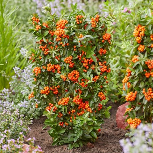 Pyracantha Coccinea 'Orange Star' - Thornless Firethorn Shrub with White Summer Flowers & Vibrant Orange Berries for Hedge or Wall Planting, Evergreen - 1x 9cm Potted Plants by Thompson & Morgan