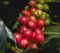 Genipap 25 semillas de plantas de café Coffea Canephora Robusta
