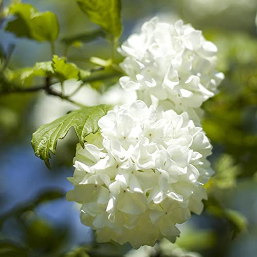 Semi di albero di palla di neve - Viburnum Sargentii - Bomboniere di Semi di fiori di nozze Alberi Semi di alberi Pianta Decorazione floreale Semi Giardino 100 Pezzi
