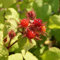 Japanische Weinbeere, Rubus phoenicolasius, ca. 60-80cm im Topf