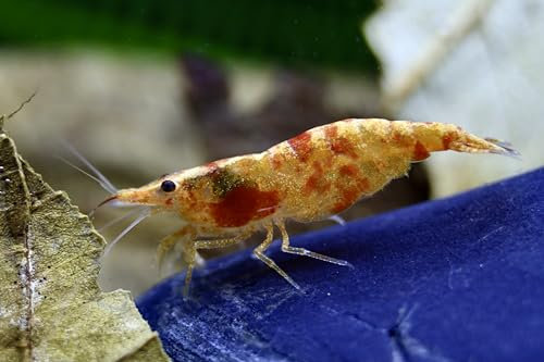 Koi Sunburst - Neocaridina davidi Zwerggarnele, 3er Gruppe - Rarität, Aquarium Garnelen
