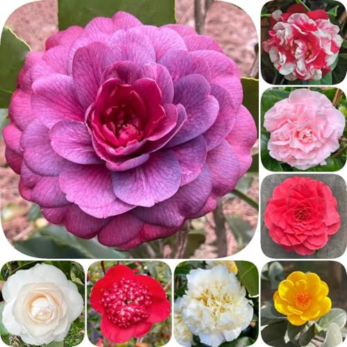 25 pcs Kamelie Pflanze Winterhart - Camellia japonica - stauden winterhart mehrjährig, samen balkon Camelia Pflanze hochbeete für garten bienenfreund bonsai samen, gartenpflanzen winterhart