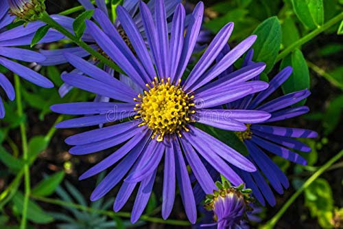 Chrysantheme Blau Lila New York Aster Staude 50 Samen