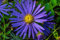 Chrysantheme Blau Lila New York Aster Staude 50 Samen