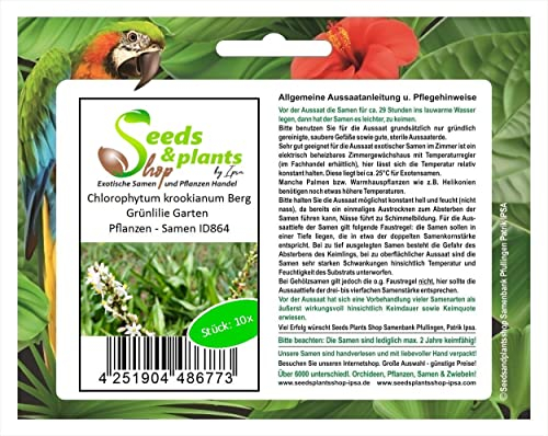 Stk - 10x Chlorophytum krookianum Berg Grünlilie Garten Pflanzen - Samen ID864 - Seeds & Plants Shop by Ipsa