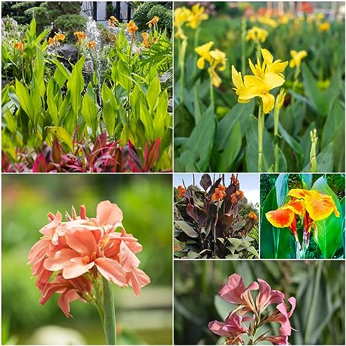 8 pcs knollen canna pflanzen winterhart - topfpflanzen draußen winterhart,Canna indica,cannas Canna Lily zwiebeln balkonpflanzen winterhart winterharte kübelpflanzen