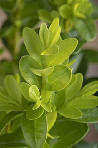 Buxus microphylla 'Faulkner' 20-25 cm - Buchsbaum, immergrün, ideal für Hecken und Kübel, schnittverträglich, pflegeleicht und winterhart