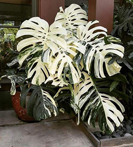 Seeds. 50 pcs Mixed Palm Turtle Bonsai Leaves, Monstera vase seedssplants Bonsai, Monstera ceriman, Perennial Mixed Rare Flower: 8