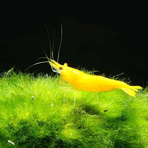 AQ4Aquaristik 10 x Yellow Fire Zwerggarnele - Gelbe Neocaridina davidi Garnele, für Einsteiger geeignet, leicht zu pflegen und zu züchten