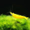 AQ4Aquaristik 10 x Yellow Fire Zwerggarnele - Gelbe Neocaridina davidi Garnele, für Einsteiger geeignet, leicht zu pflegen und zu züchten