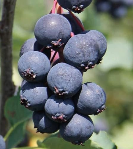 Felsenbirne Northline 2L - Perfekter, intensiver und süßer Geschmack