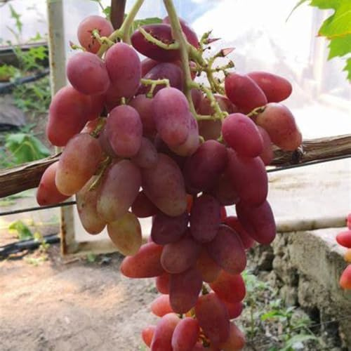 Weintrauben mix,Gartendekoration,Winterhart mehrjährig,Breite Verwendung,wein winterhart,Tafel-Traube,fruchtig,duftend.-4stück-C