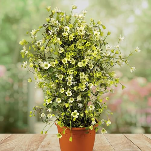 YouGarden Evergreen Clematis 'Michiko', Compact White Spring Flowering Climber, Pollinator Friendly, Year Round Foliage, Ready To Plant, 7cm Pot