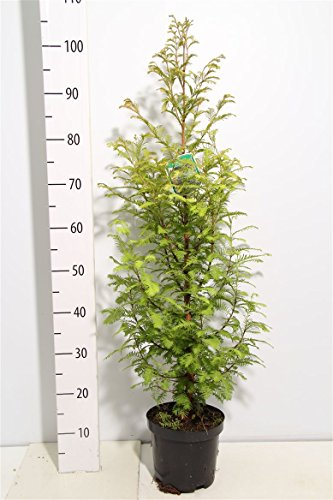1 Mammutbaum (Höhe: 100-110 cm), Metasequoia, Pflanze + Dünger