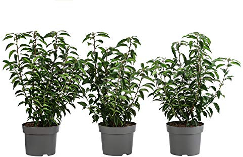 Dehner Portugiesischer Kirschlorbeer, für 1 Meter Hecke, ca. 60-80 cm, 3 x 5 l Topf, Heckenpflanze