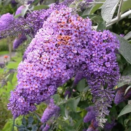 3 x Arbre aux papillons 'Lochinch'- Buddleja 40-60 cm en conteneur - Arbuste à Papillons Hybride Abondamment Fleuri au Feuillage Gracieux