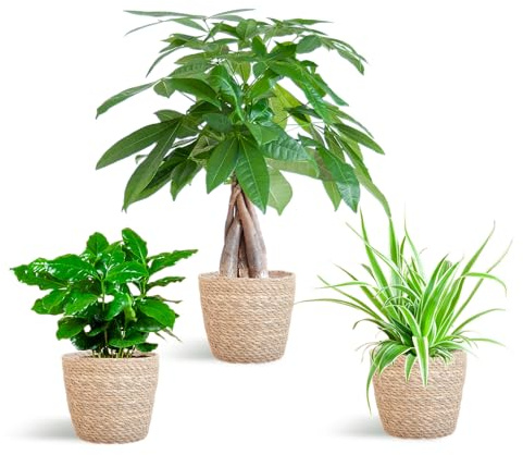Tierfreundlicher Pflanzenkasten – Zimmerpflanzen-Mix – 3 grüne Pflanzen – Ø12 cm – Korb Sofia Natur – ungiftig für Katzen, Hunde & Kinder