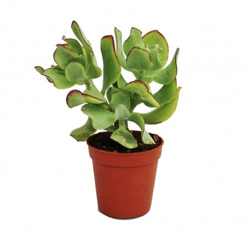 Exotenherz - Crassula arborescens - kleine Pflanze im 5,5cm Topf