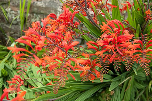 Montbretie 10 Samen, Crocosmia 'Lucifer'
