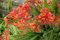Montbretie 10 Samen, Crocosmia 'Lucifer'