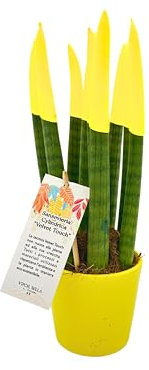 Sansevieria punta di velluto in vaso di ceramica colorato diametro 12 cm. altezza 35 cm, pianta vera (Giallo)