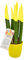 Sansevieria punta di velluto in vaso di ceramica colorato diametro 12 cm. altezza 35 cm, pianta vera (Giallo)
