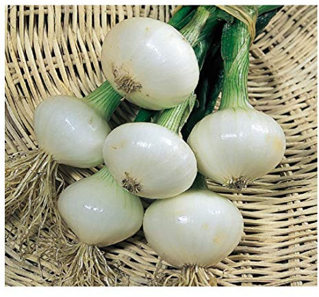 PREMIER SEEDS DIRECT - Onion Pickling - Paris SILVERSKIN - 4.0GM ~ 1100 Seeds