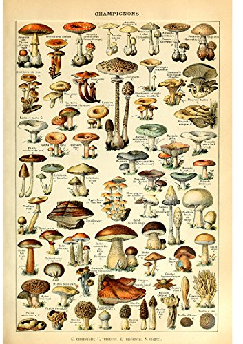 Meishe Art Pilze Poster Jahrgang Kunstdrucke Plakate Drucken Plakatdruck Champignons Spezies Rassen Identifizierung Bezug Illustrationen Botanische Pädagogische Wand Dekor(40cmx60cm)