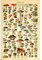 Meishe Art Pilze Poster Jahrgang Kunstdrucke Plakate Drucken Plakatdruck Champignons Spezies Rassen Identifizierung Bezug Illustrationen Botanische Pädagogische Wand Dekor(40cmx60cm)