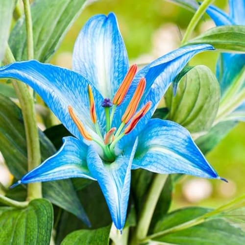 Lilium martagon zwiebeln,winterharte,lilien im topf,lilie riesen,lilien deko,lilien zwiebeln forever susan,lilie,duft lilien,lilien knollen,lilien zwiebeln winterhart mehrjährig.-4 zwiebeln-H