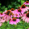 Purpur-Sonnenhut (Echinacea purp.) 'Magnus' | 1 Stück | 11x11cm Zuchttopf | Schnittblume | duftend | Rosa | 100% Blütegarantie | QFB Gardening