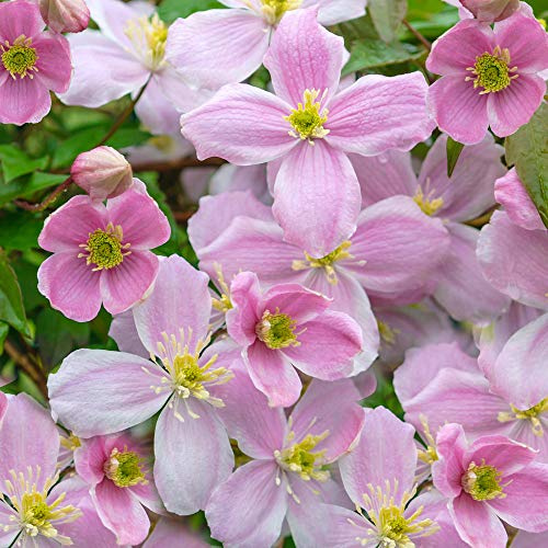 GardenersDream Clematis Mayleen - Duftende Rosa Kletterpflanzen Winterhart - Clematis Winterhart Mehrjährig Pflanze - Balkon Pflanzen Montana