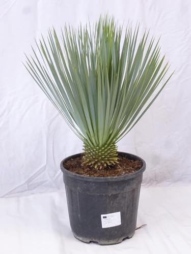 [Palmenlager] Yucca rostrata 60 cm - Kugelkopf - Winterharte Palme -