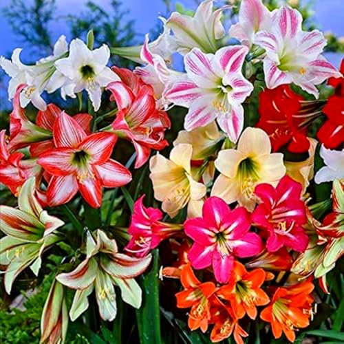Amaryllis in gemischten Farben – seltene Farben, winterharte Zwiebeln, mehrjährig, pflanzfertig, wunderschöne Blüten, perfekt für Gärten und als Raumdekoration.-3 zwiebel