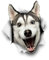 Winston & Bear 3D Hund Aufkleber - 2er-Pack - glückliche Husky für Wand, Kühlschrank Husky Aufkleber
