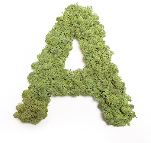 Moosbuchstabe Islandmoos ABC Buchstaben mit Moos (A, 15 cm)