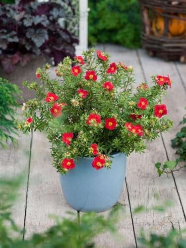 Fingerstrauch Potentilla fruticosa Red Joker 25-30 cm winterhart