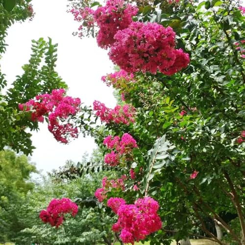 350 pcs Kreppmyrte samen - balkon deko blumendeko ausgefallene geschenke dachbegrünung bäume garten winterhart dekopflanzen dekoration wohnzimmer saat blumenwiese gartenblumen mehrjährig